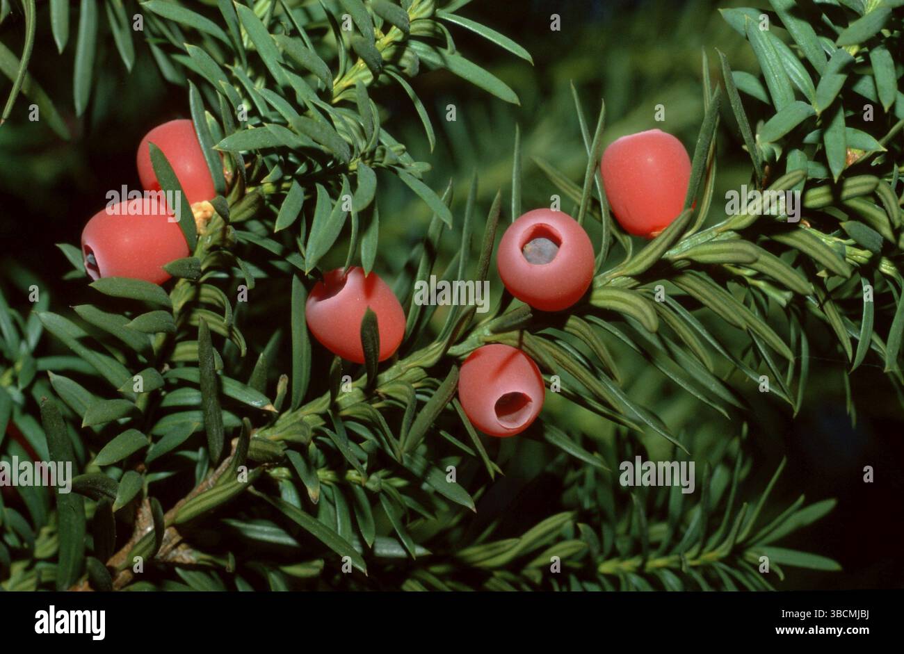Fruits de l'if anglais, if (Taxus baccata), fruits, plantes ornementales, famille de l'if ornemental (Taxaceae), plantes toxiques, rouge toxique, paysage Banque D'Images