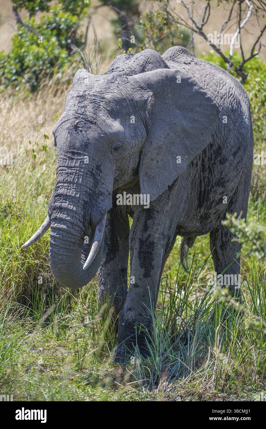 Afrique, africain, afrikanischer elefant, animal, animaux, art, fond, grand, oiseau, noir, dessin animé, personnage, cirque, clip, conception, dessin, elefant Banque D'Images