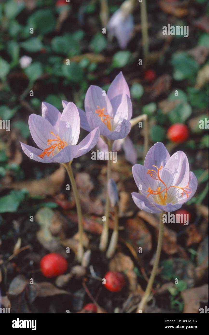 Crocus poilu (Crocus pulchellus), crocus d'automne Banque D'Images
