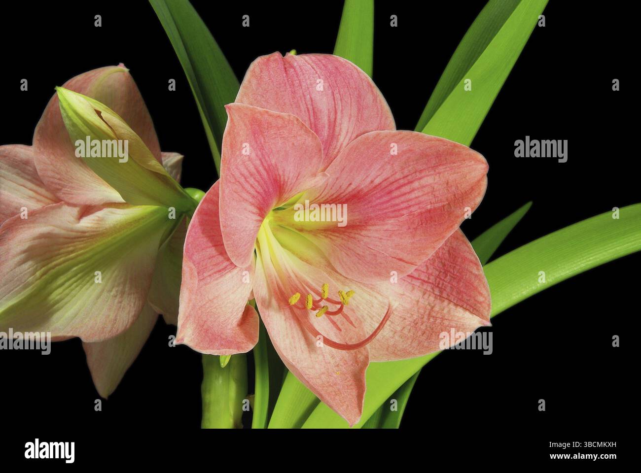 Amaryllis sur noir, amaryllis sur noir Banque D'Images