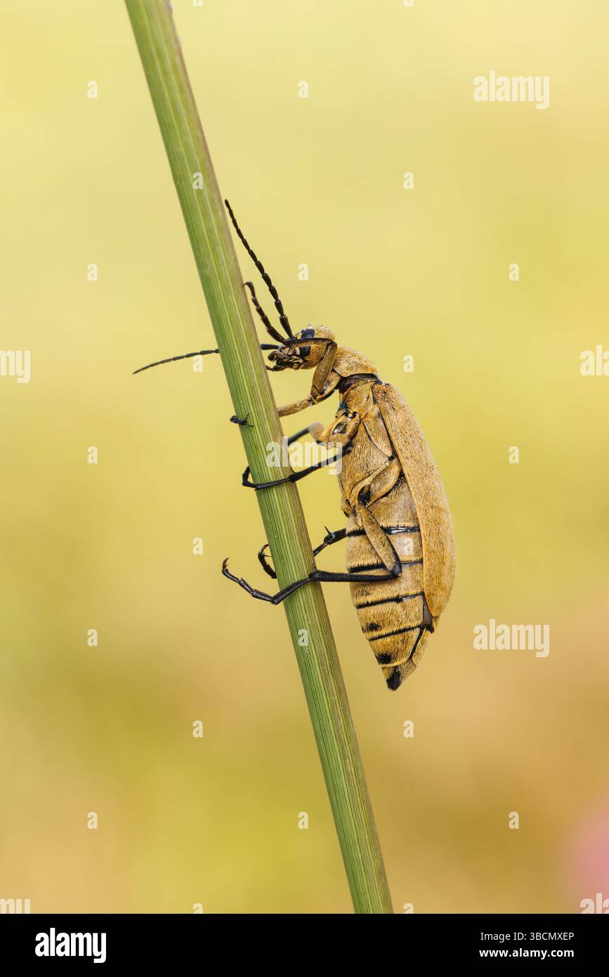 Coléoptère brun (Epicauta immaculata) Banque D'Images