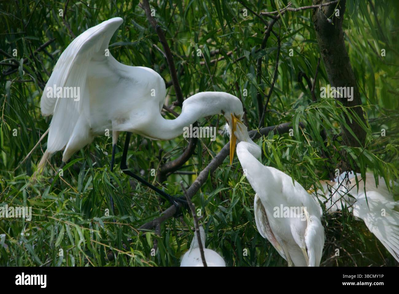 Water Bird Rookery Banque D'Images