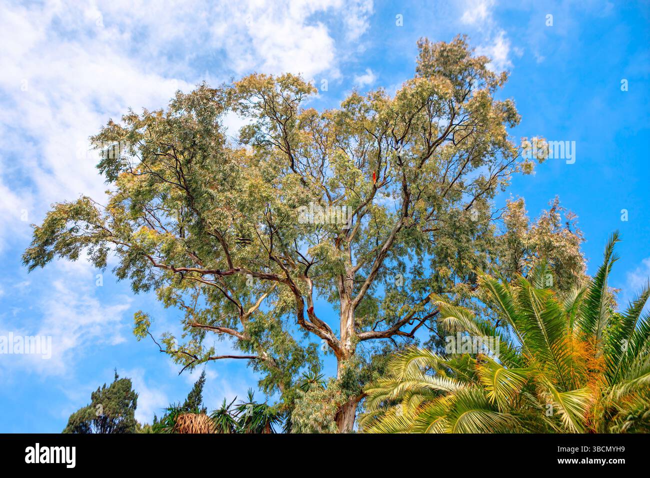 La lumière du soleil filtre à travers la canopée de l'arbre tropical, projetant des ombres tapissées sur le feuillage environnant. L'arbre d'eucalyptus se tient haut contre un clair Banque D'Images