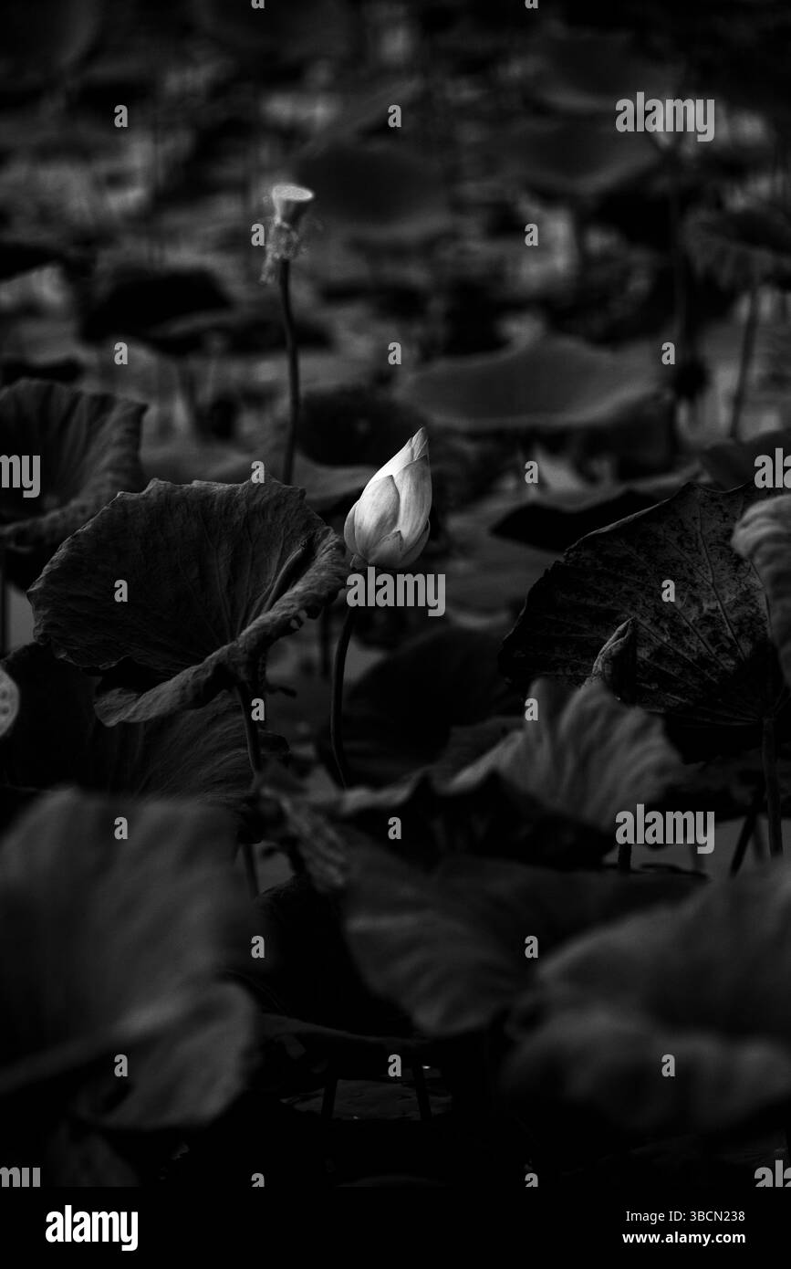 Un bourgeon de lotus blanc – au milieu de l’obscurité des feuilles fanées – s’élève comme une prière pour la lumière et la renaissance. Banque D'Images