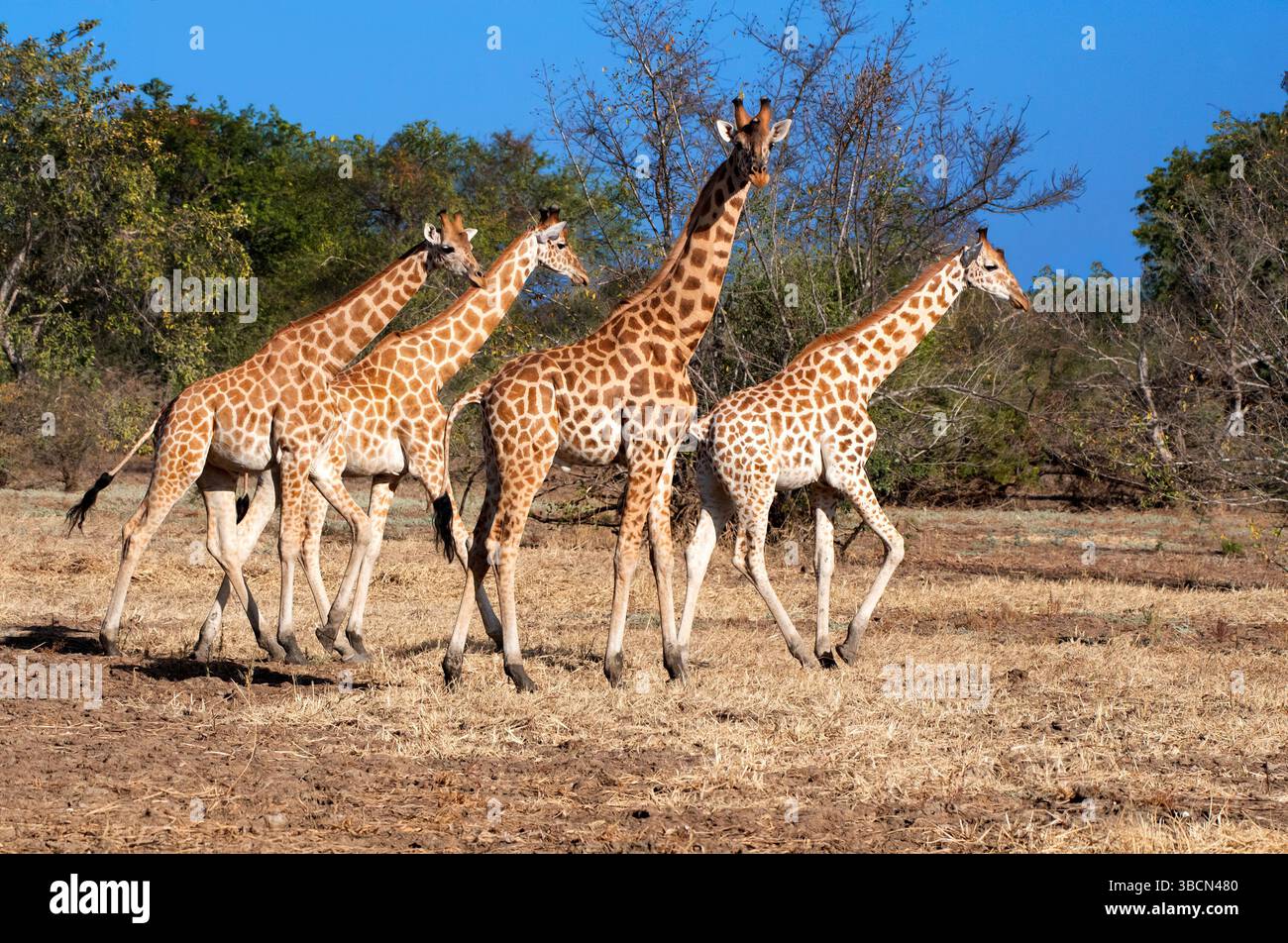 Girafe Kordofan dans le parc national de Zakouma, Tchad. Banque D'Images
