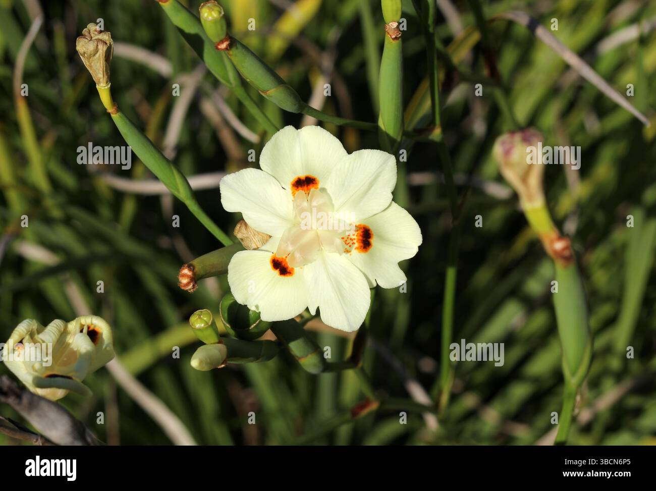 Dietes Bicolor fleur sur une plante dans un jardin Banque D'Images