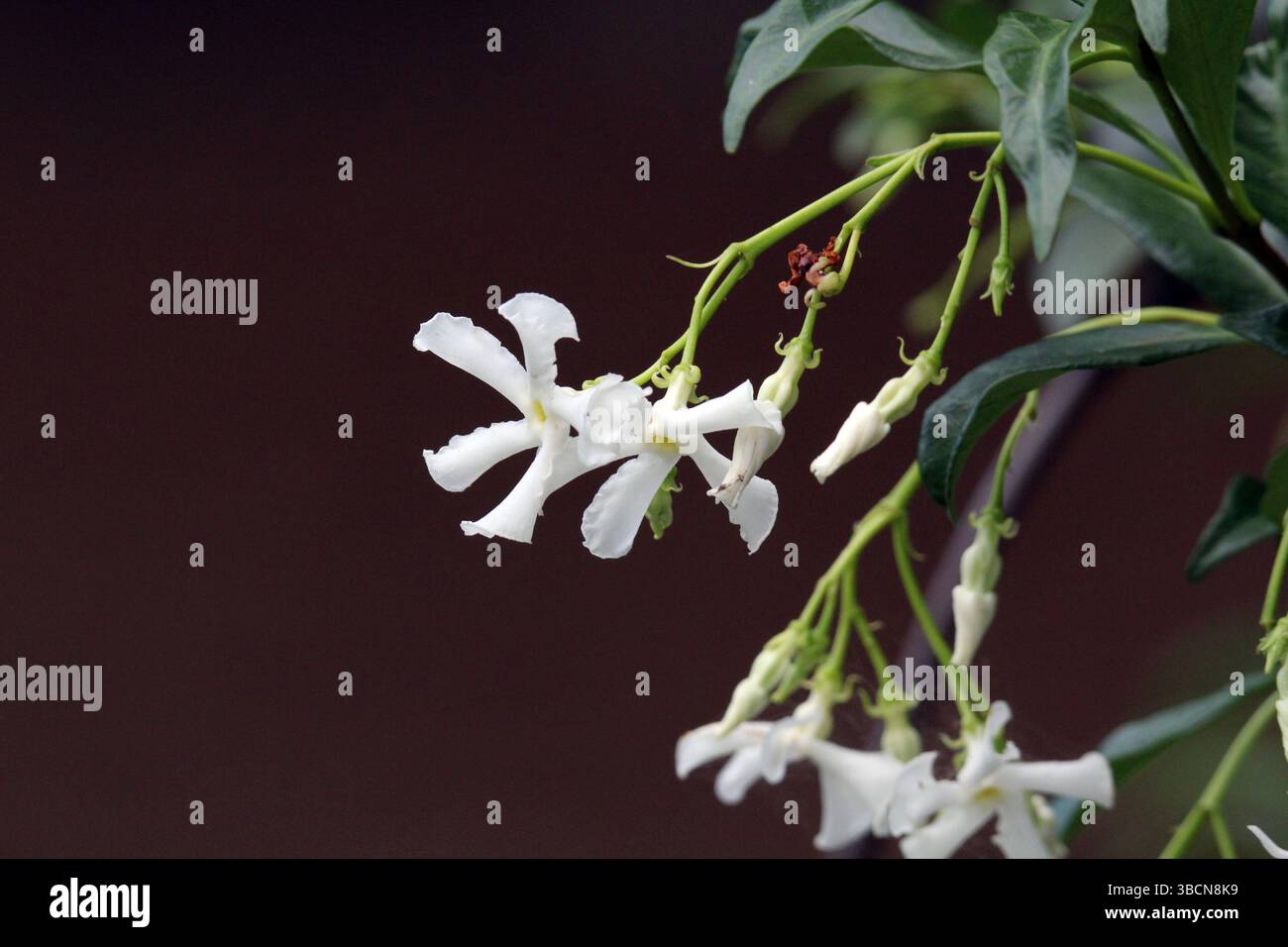 Fleur de jasmin étoile blanche sur une plante de vigne dans un jardin Banque D'Images