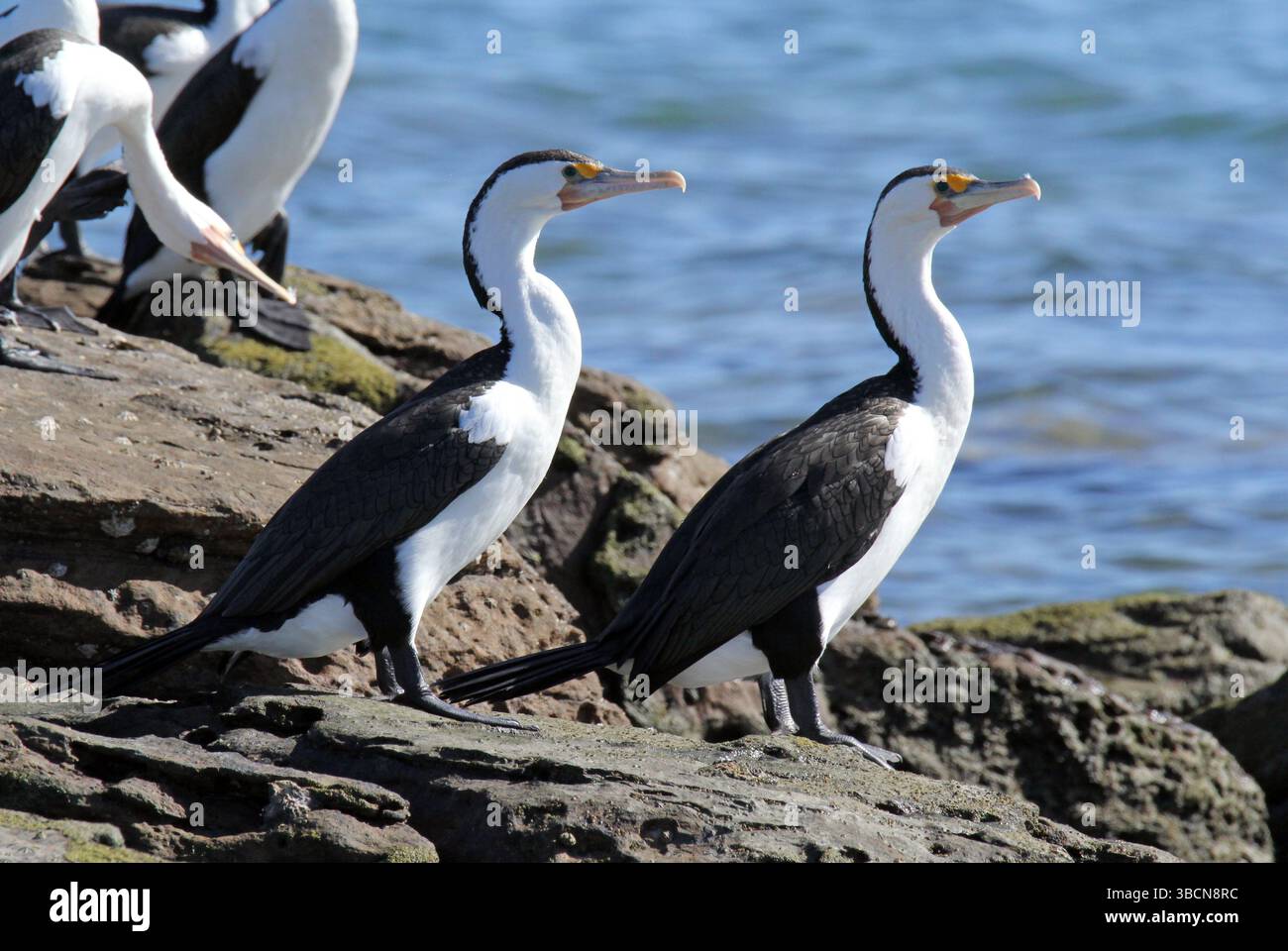 Oiseau cormorans pied debout sur des rochers à côté de l'océan Banque D'Images