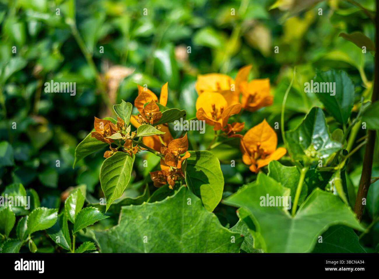 Bougainvillea spectabilis est une vigne épineuse aux bractées colorées, originaire d'Amérique du Sud. Il prospère dans les endroits chauds et ensoleillés et est un tol de sécheresse populaire Banque D'Images
