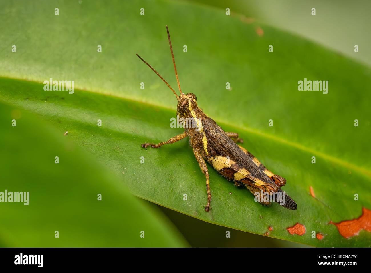 Sauterelle asiatique - Xenocatantops humilis, belle grande sauterelle brune et verte des prairies et buissons d'Asie du Sud-est, Singapour. Banque D'Images