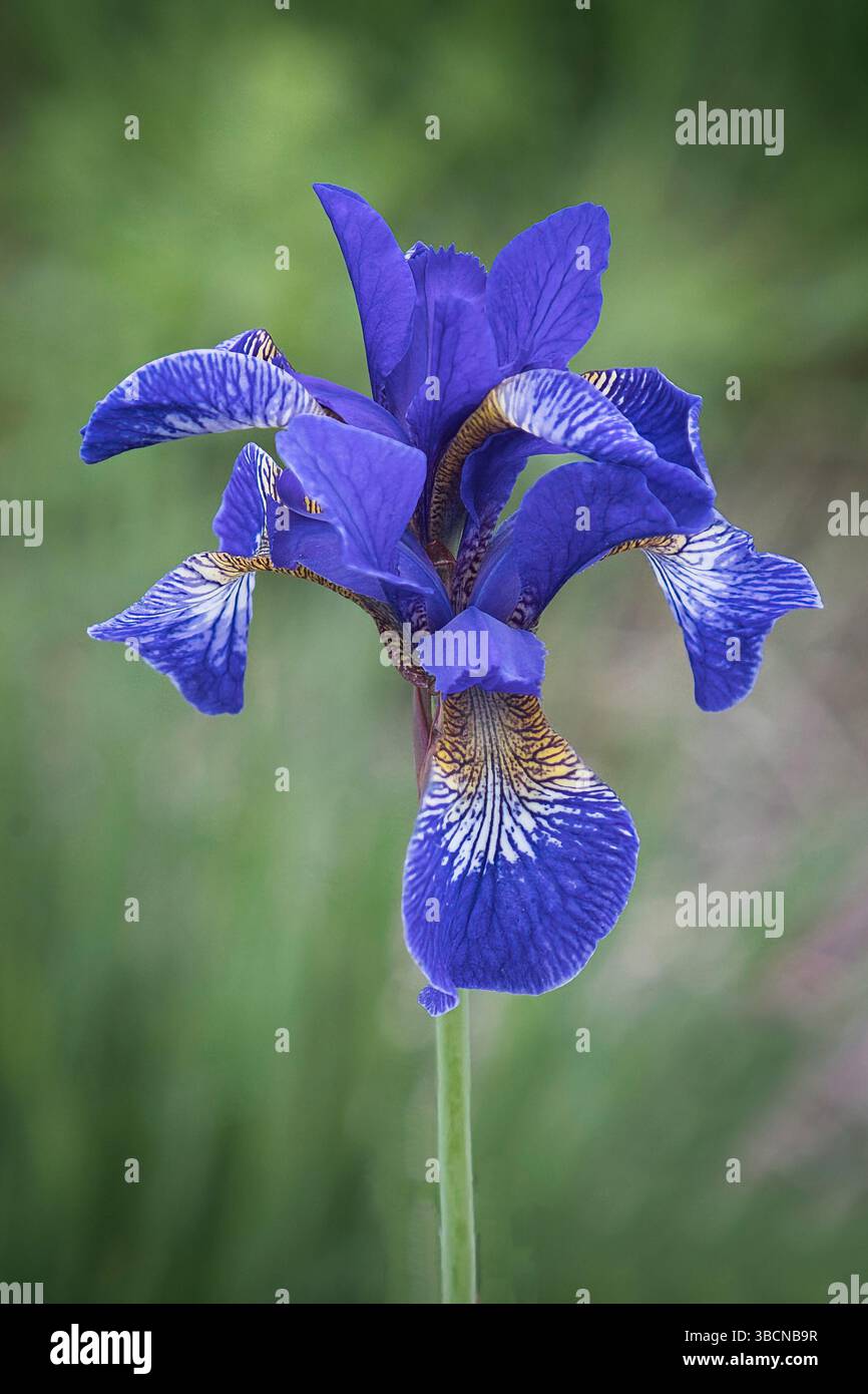 Un gros plan d'un iris sibérien, Iris sibirica, en fleurs. Cette image est une étude détaillée d'une fleur unique avec un arrière-plan flou naturel. Banque D'Images