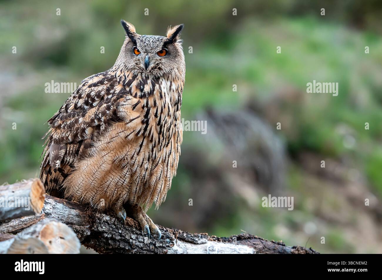 Femelle Eurasian Eagle Owl sur son perchoir détendu Banque D'Images