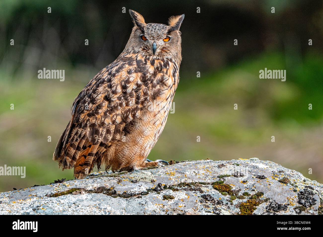 Femelle Eurasian Eagle Owl sur son perchoir détendu Banque D'Images