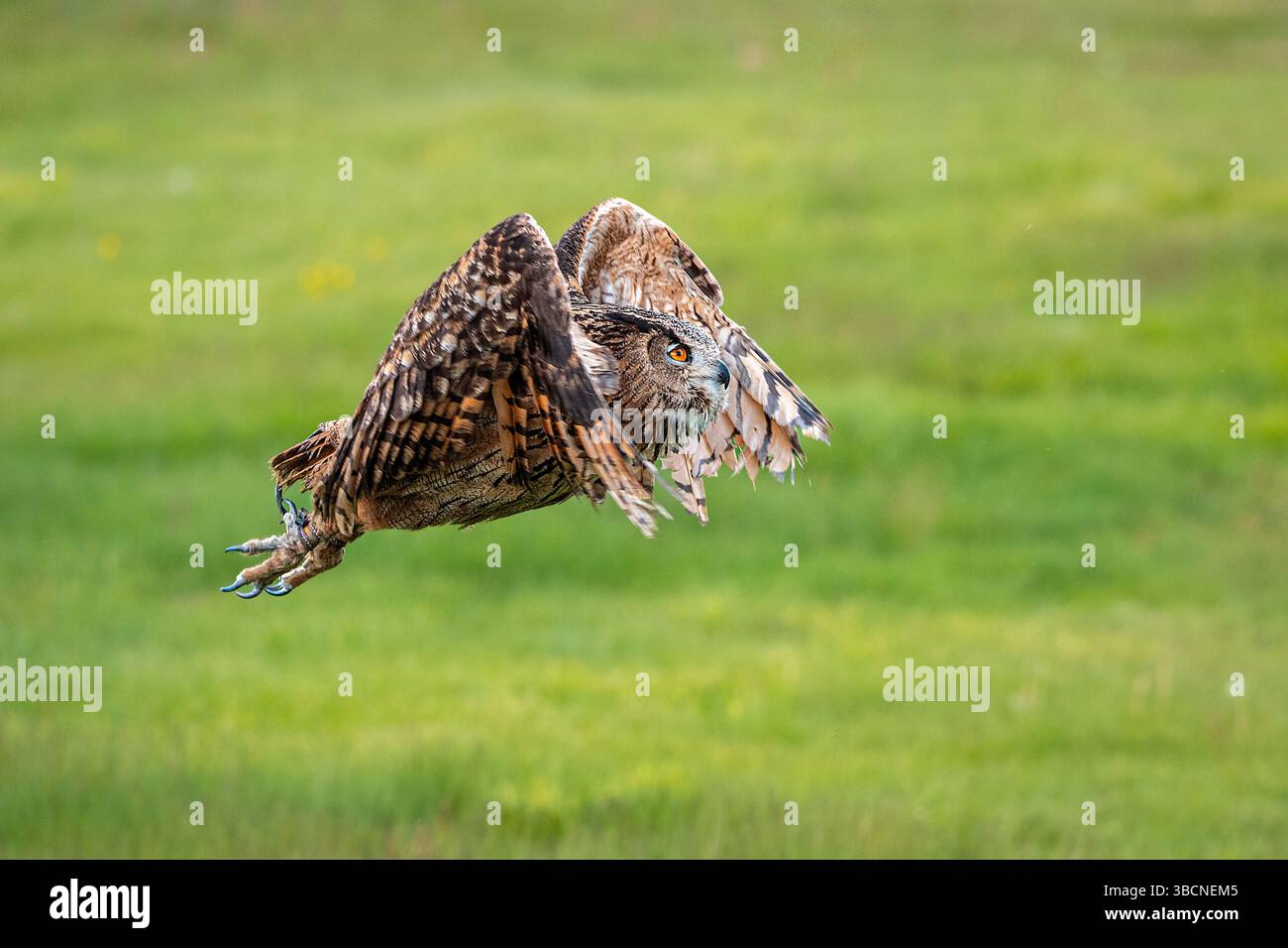 Femelle Eurasian Eagle Owl sur son perchoir détendu Banque D'Images