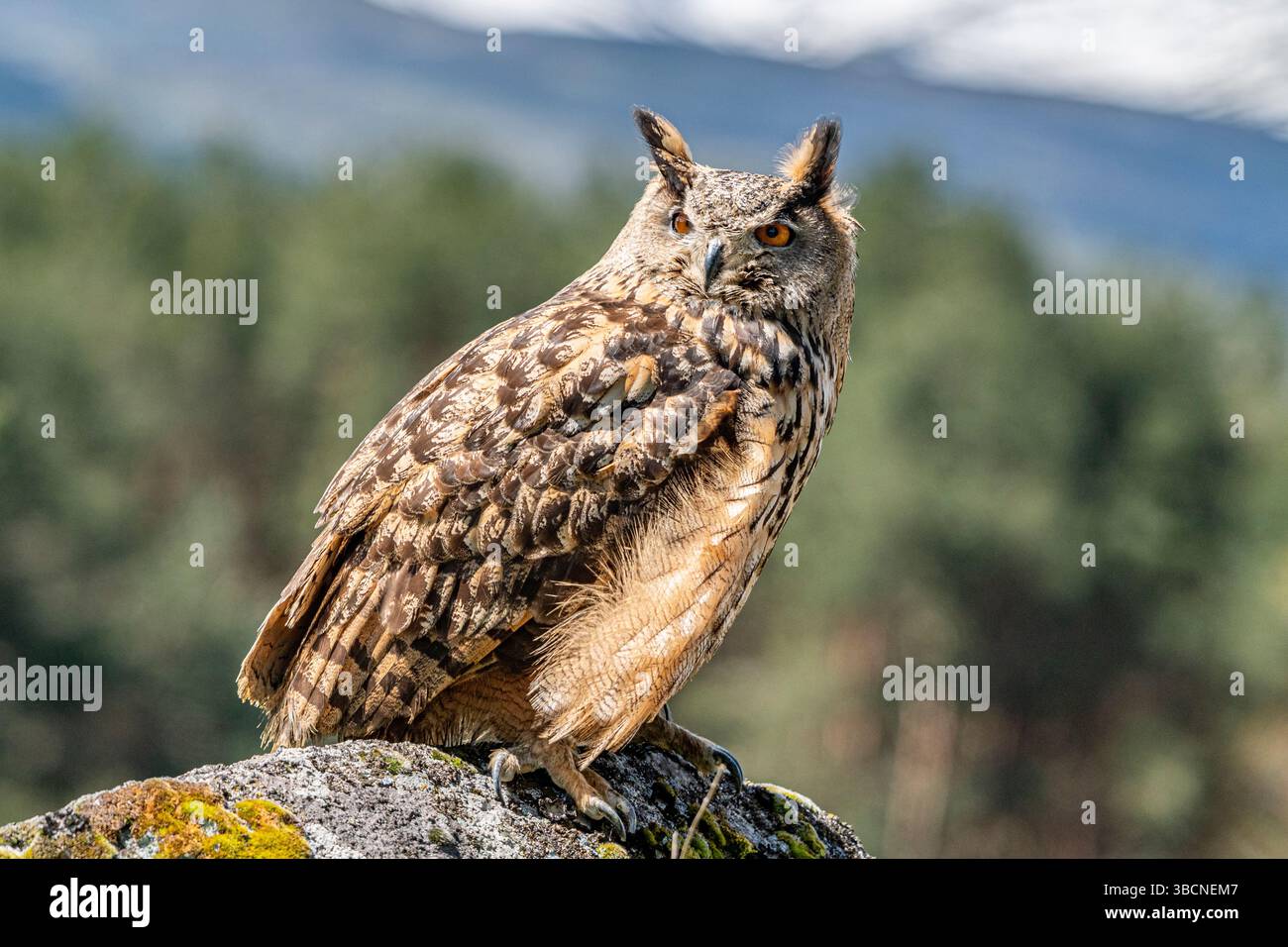 Femelle Eurasian Eagle Owl sur son perchoir détendu Banque D'Images
