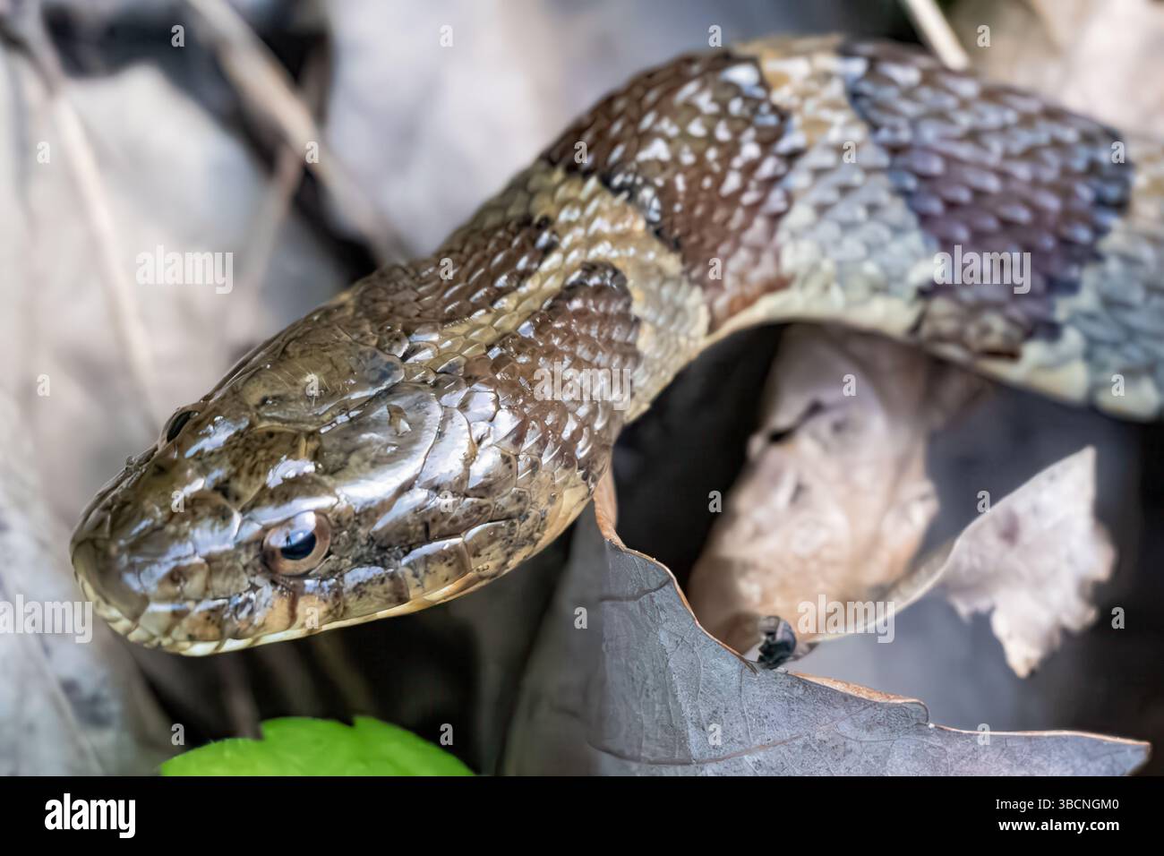 Serpent d'eau du Nord (Nerodia sipedon sipedon), un serpent non venimeux, le long du bord d'un lac à Jasper, en Géorgie. (ÉTATS-UNIS) Banque D'Images