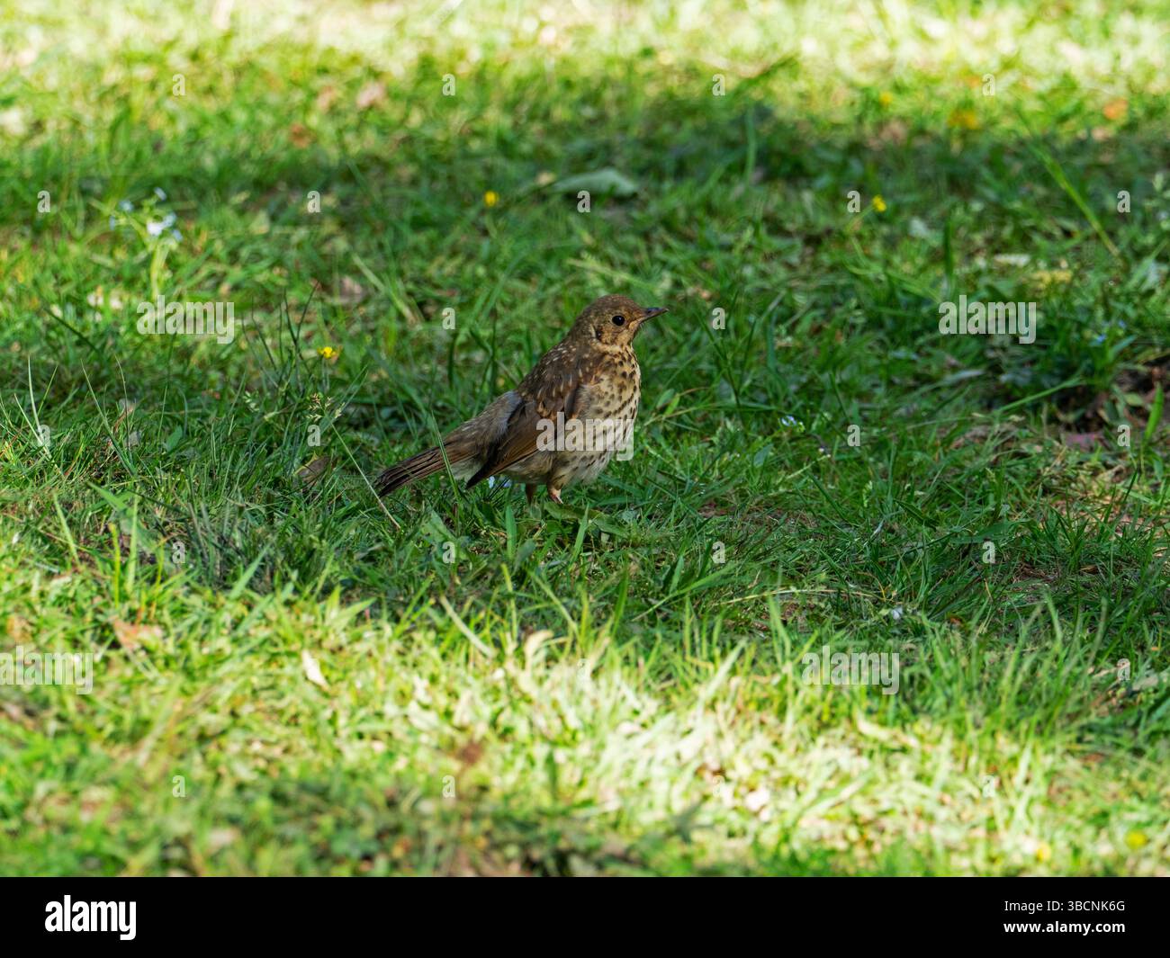 Muguet de chanson Turdus philomelos Juvenile sur herbes humides sur le sol des bois, Wootton Coppice, New Forest National Park, Hampshire, Angleterre, Royaume-Uni, mai 2020 Banque D'Images
