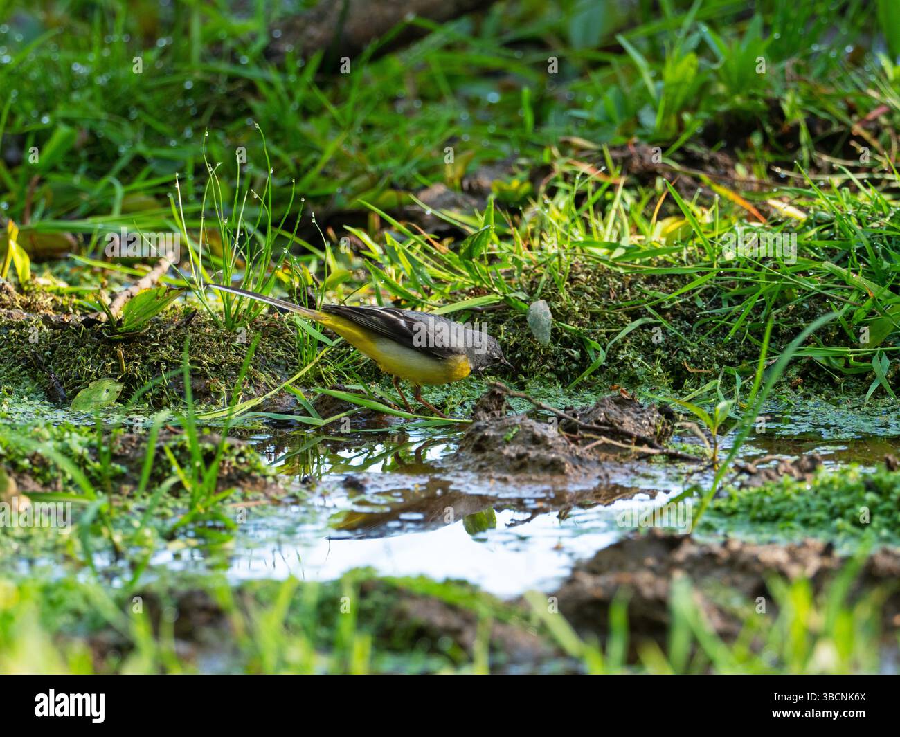 Grey Wagon tail Motacilla cinerea à la recherche de nourriture dans une flaque, Wootton Coppice, New Forest National Park, Hampshire, Angleterre, Royaume-Uni, mai 2020 Banque D'Images