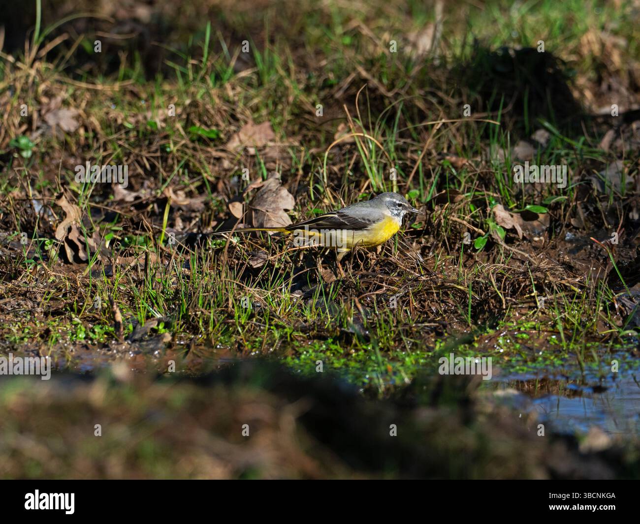 Motacilla cinerea en bordure d'une zone humide à Wootton Coppice, New Forest National Park, Hampshire, Angleterre, Royaume-Uni, février 2021 Banque D'Images