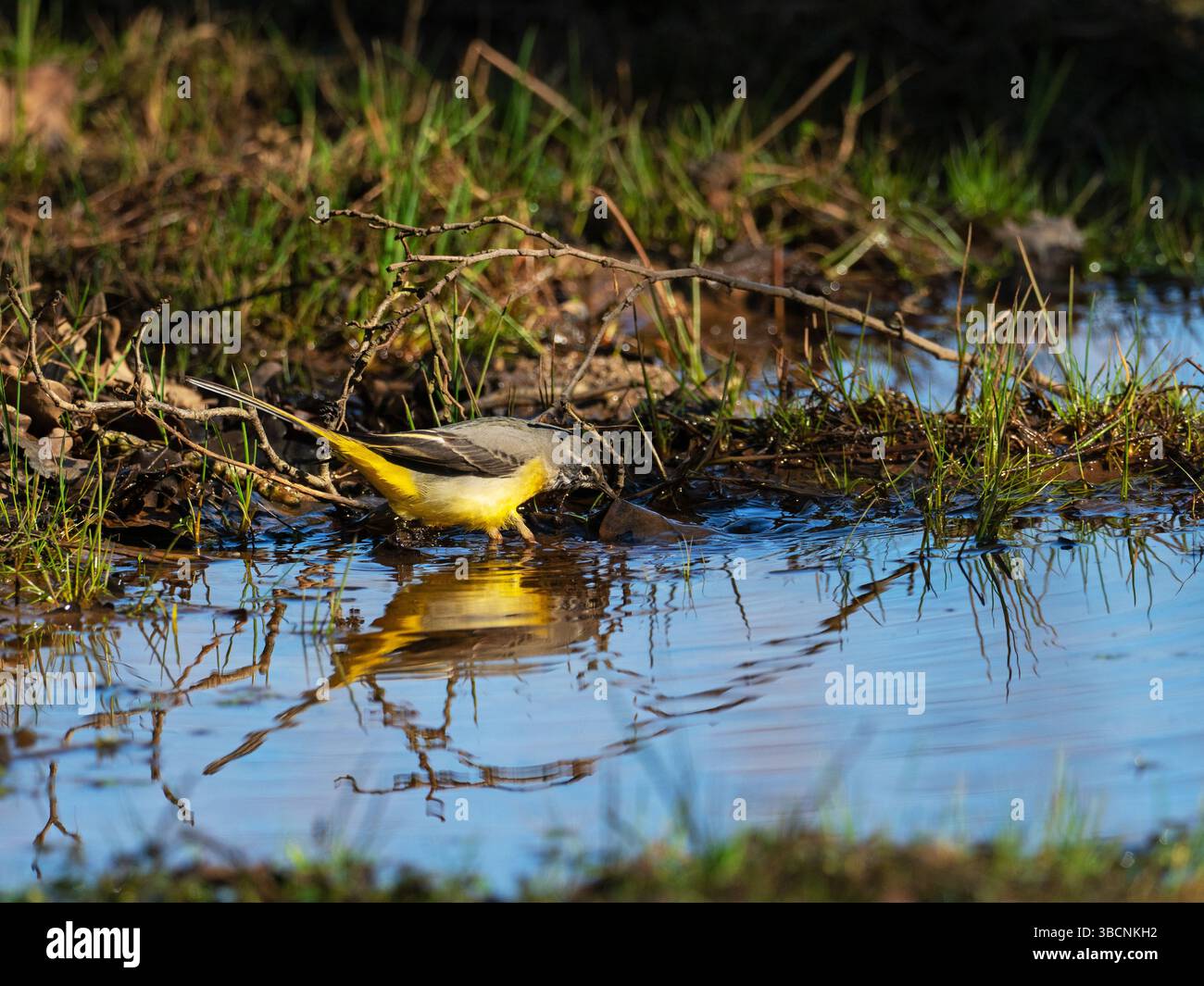 Motacilla cinerea grise se nourrissant au bord d'une zone humide à Wootton Coppice, New Forest National Park, Hampshire, Angleterre, Royaume-Uni, 20 février Banque D'Images