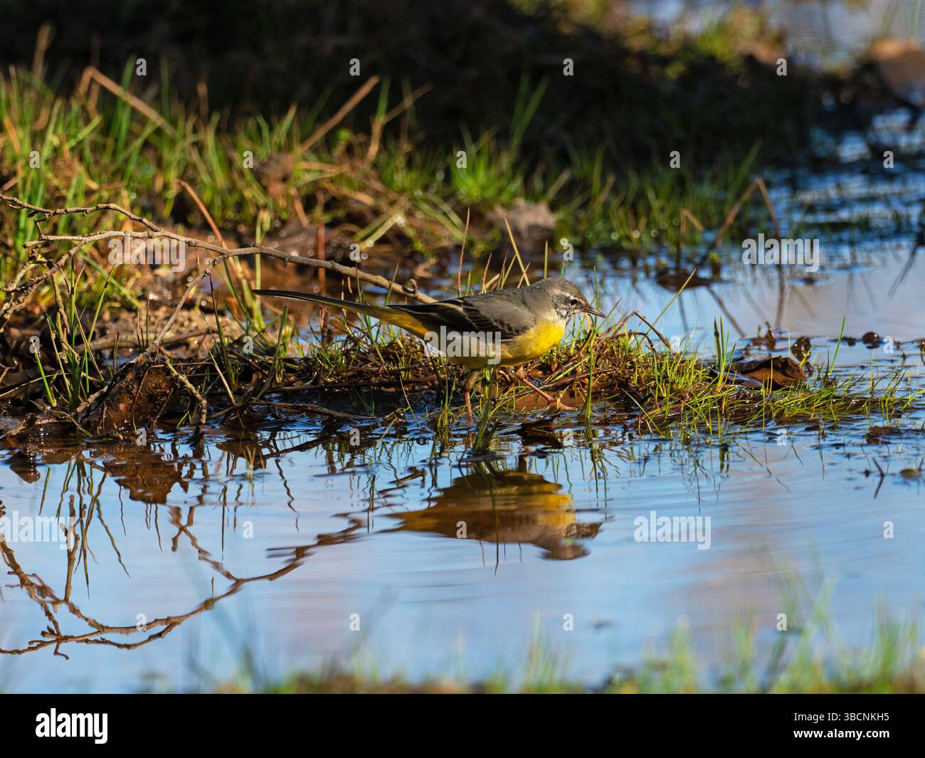 Motacilla cinerea en bordure d'une zone humide à Wootton Coppice, New Forest National Park, Hampshire, Angleterre, Royaume-Uni, février 2021 Banque D'Images