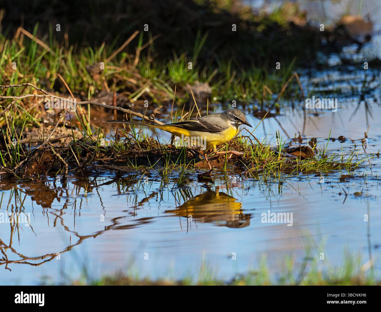 Motacilla cinerea en bordure d'une zone humide à Wootton Coppice, New Forest National Park, Hampshire, Angleterre, Royaume-Uni, février 2021 Banque D'Images