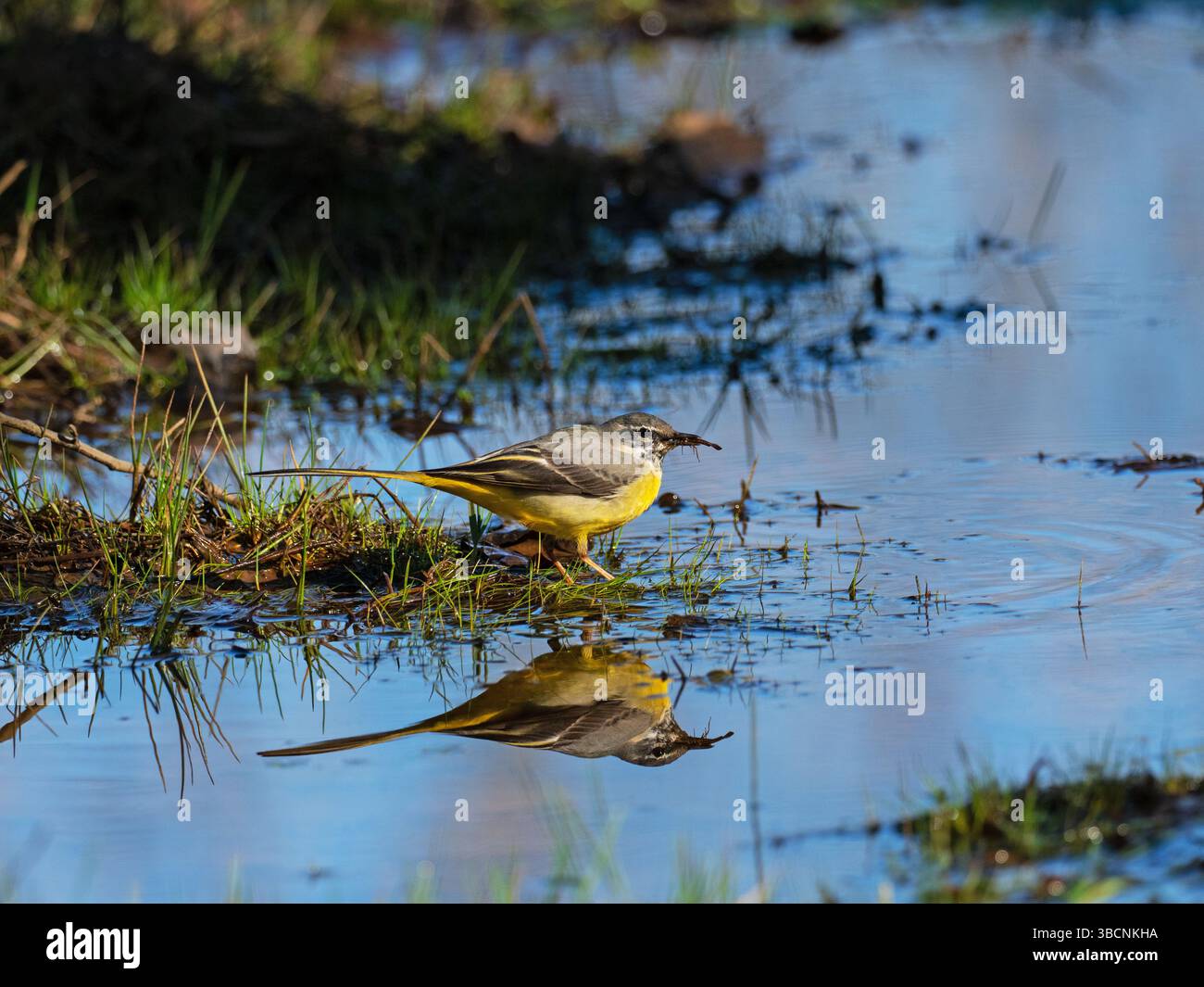 Motacilla cinerea grise se nourrissant au bord d'une zone humide à Wootton Coppice, New Forest National Park, Hampshire, Angleterre, Royaume-Uni, 20 février Banque D'Images