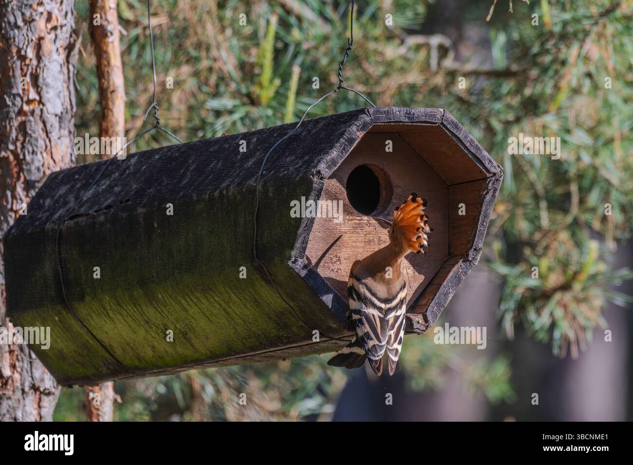 Un hoopoe à son tube de reproduction Banque D'Images