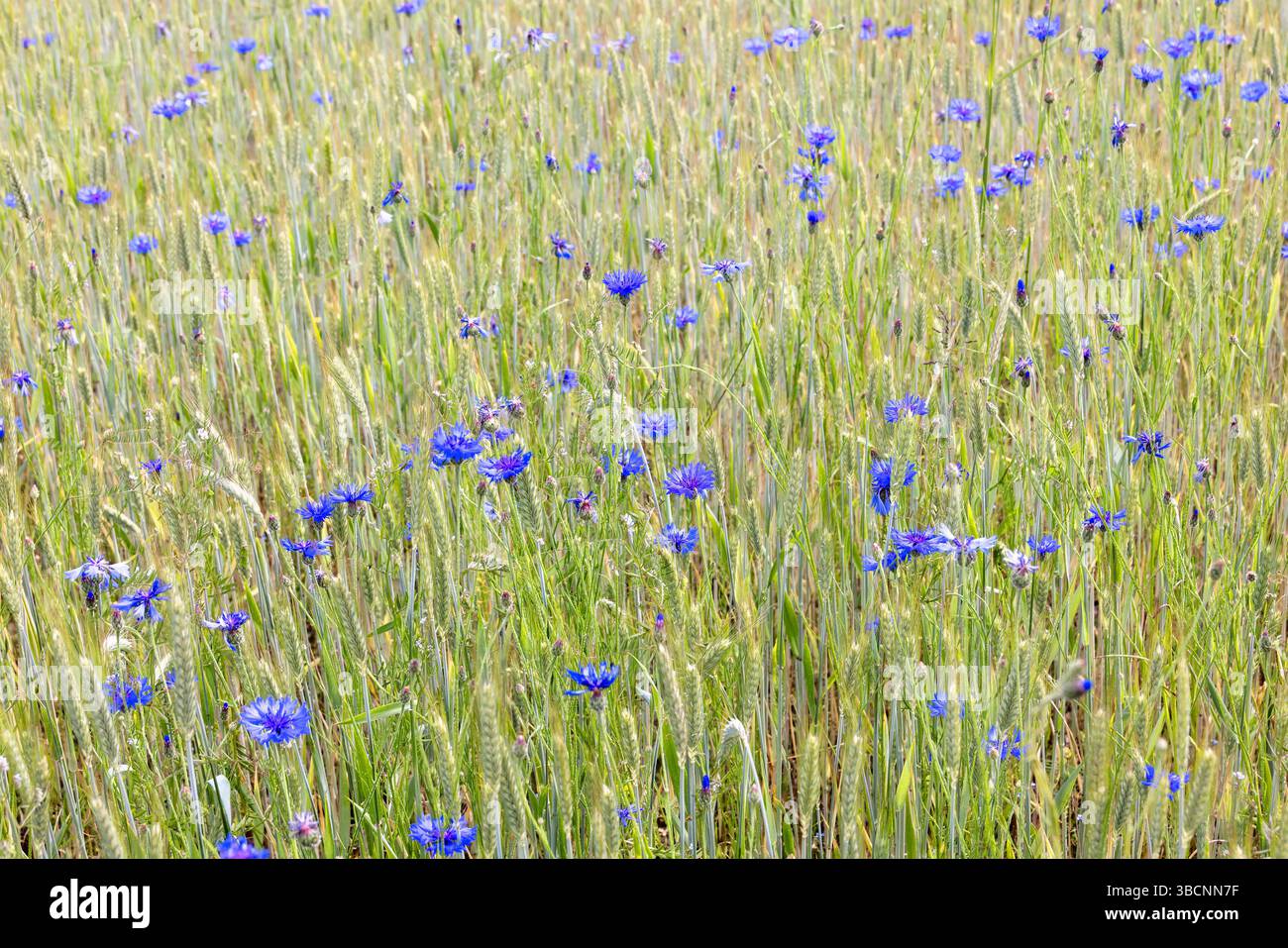 Cultures et fleurs de Cornflower en fleurs dans un champ Banque D'Images