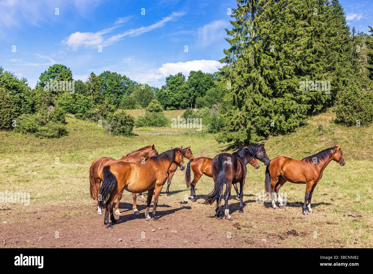 Beaux chevaux d'équitation dans un pâturage Banque D'Images
