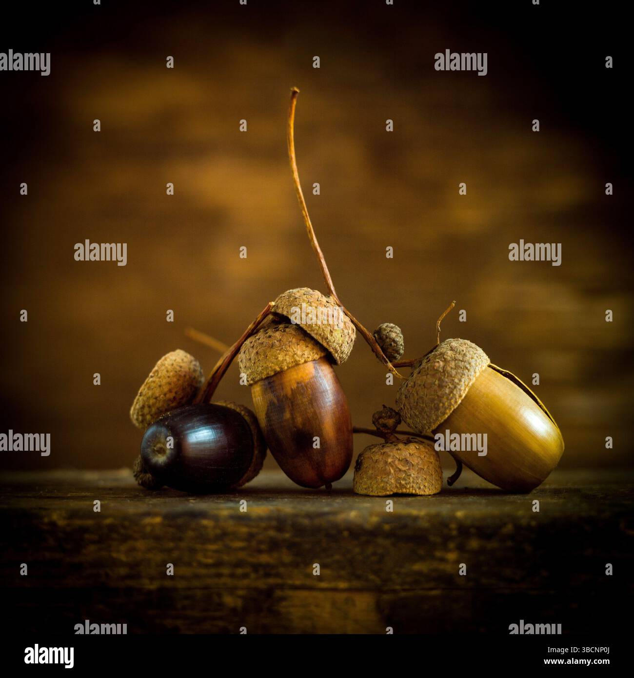 Un ensemble captivant de glands est artistiquement placé sur une surface en bois, entouré d'un éclairage doux qui met en valeur leurs textures naturelles Banque D'Images