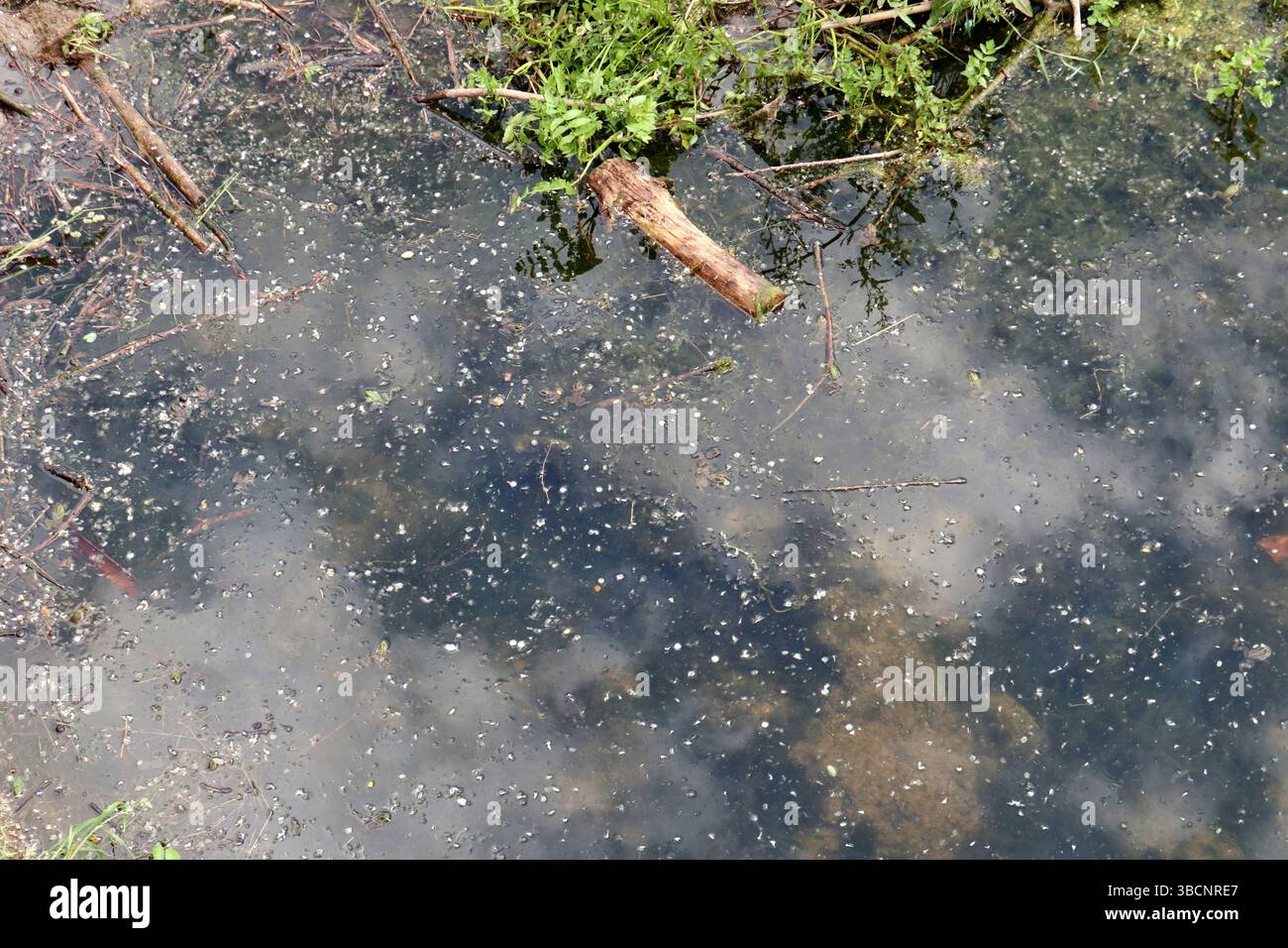 Benevento - Rane nel Fiume Sabato dal Ponte Leproso Banque D'Images
