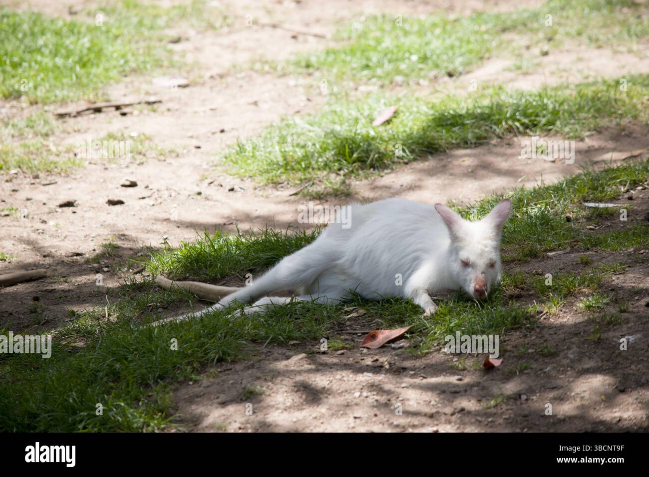 le kangourou albino est tout blanc avec les yeux, les oreilles et le nez roses. Banque D'Images