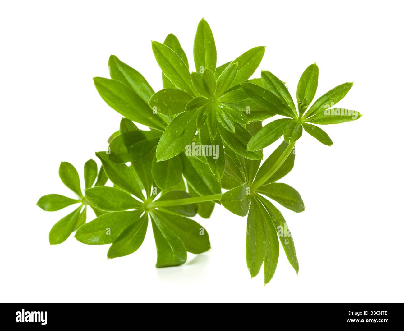 Brindille de Woodruff doux sur fond blanc Banque D'Images