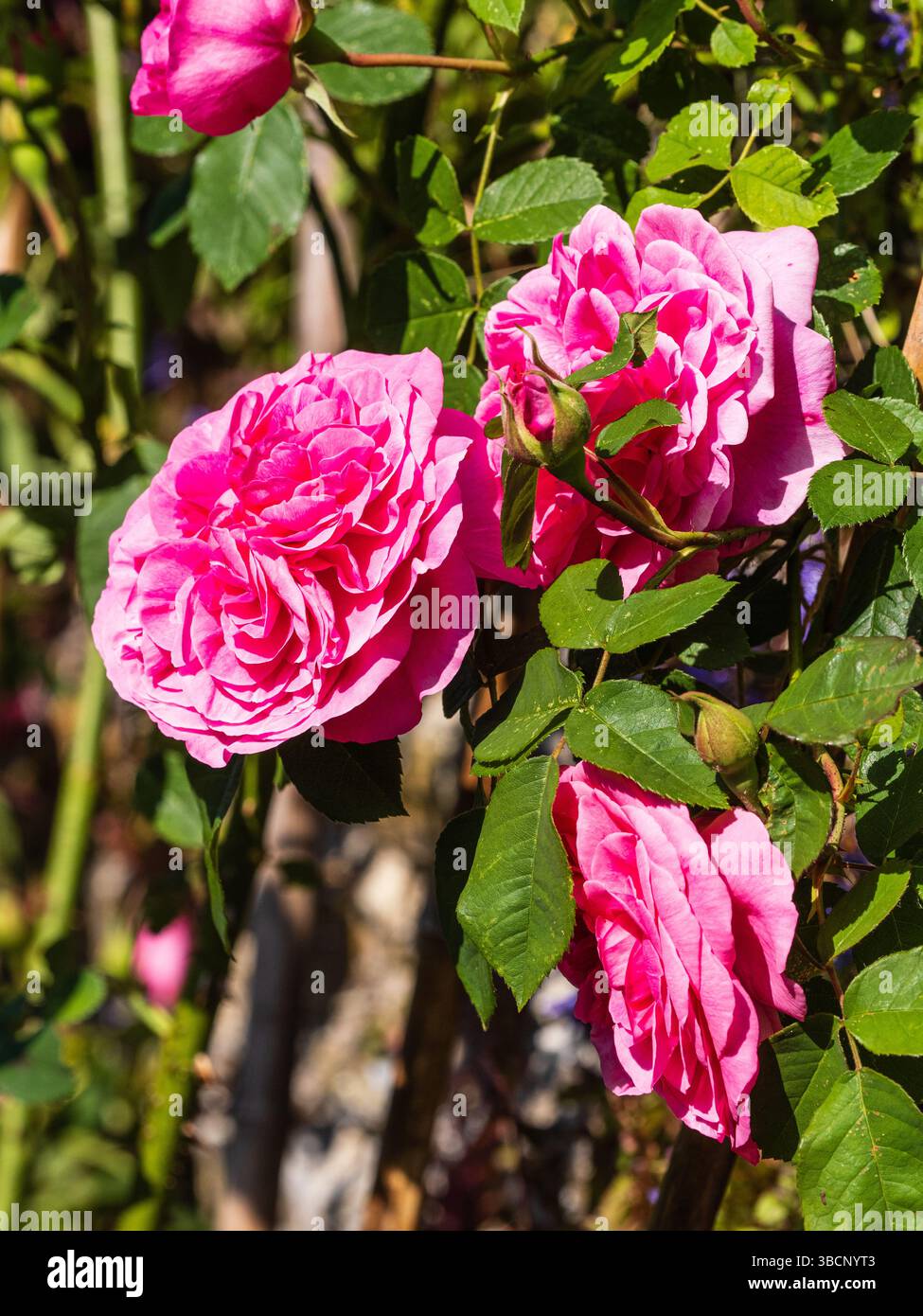 Fleurs doubles roses de la rose anglaise très parfumée de David Austen, Rosa 'Gertrude Jekyll' Banque D'Images