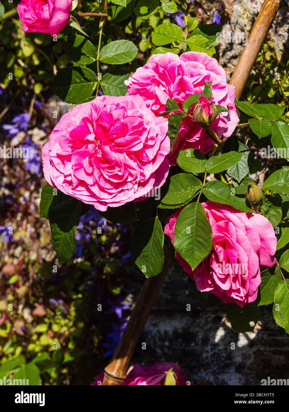 Fleurs doubles roses de la rose anglaise très parfumée de David Austen, Rosa 'Gertrude Jekyll' Banque D'Images
