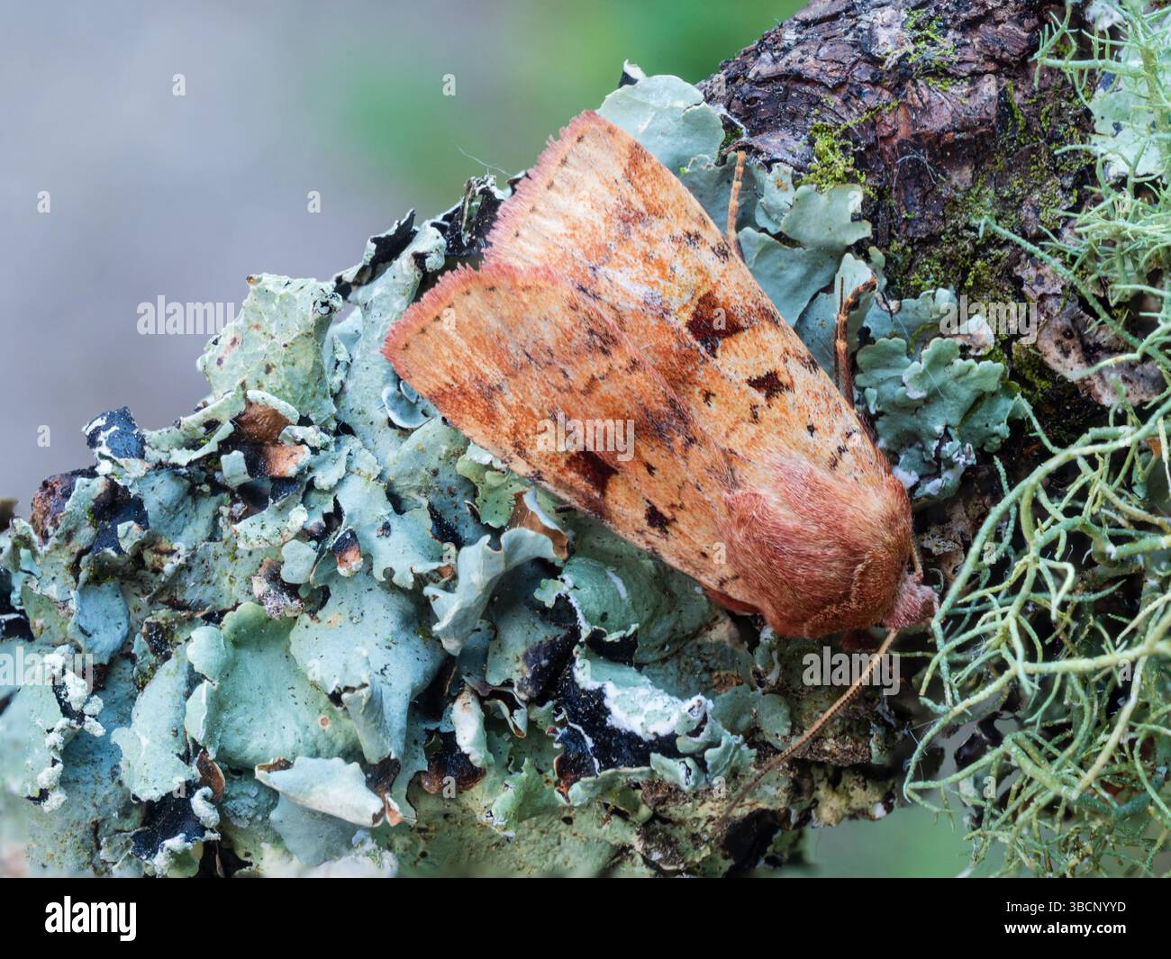 Royaume-Uni Ingrailed Clay Moth, Diarsia mendica, sur une branche couverte de lichen dans un jardin britannique Banque D'Images