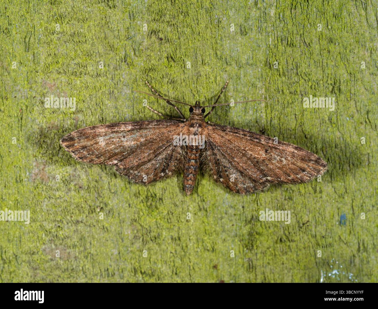 Eupithecia vulgata, eupithecia, au repos dans un jardin de Plymouth, Royaume-Uni Banque D'Images