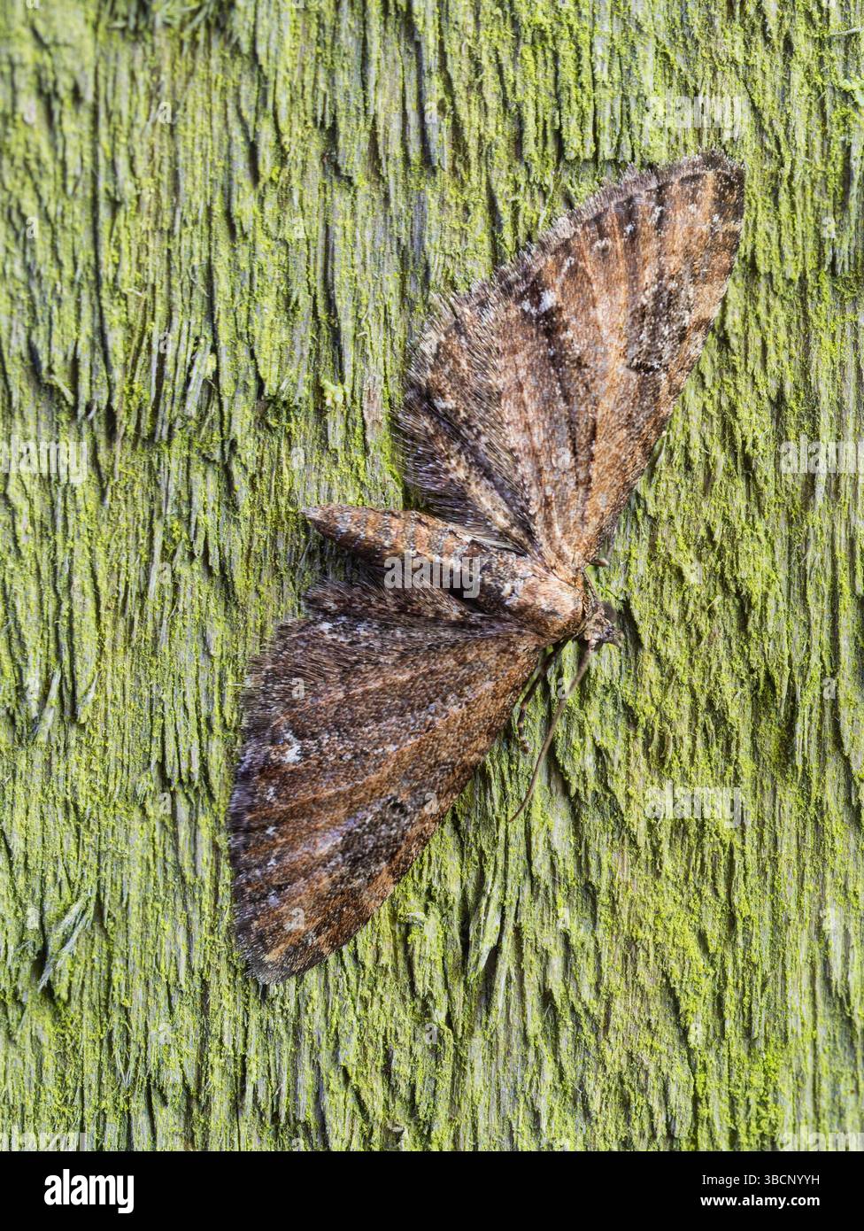 Eupithecia vulgata, eupithecia, au repos dans un jardin de Plymouth, Royaume-Uni Banque D'Images Eupithecia vulgata, eupithecia, au repos dans un jardin de Plymouth, Royaume-Uni Banque D'Images