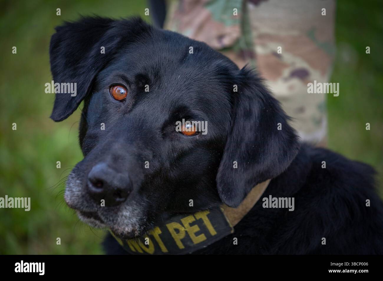 Splash, chien de travail militaire du 374th Security Forces Squadron, assiste à une cérémonie de retraite à la base aérienne de Yokota, au Japon. Les membres de l'équipe Yokota se sont réunis pour une cérémonie de retraite pour conclure la semaine nationale de la police, honorant les forces de l'ordre et leur service. (Photo de l'US Air Force par Yasuo Osakabe) Banque D'Images