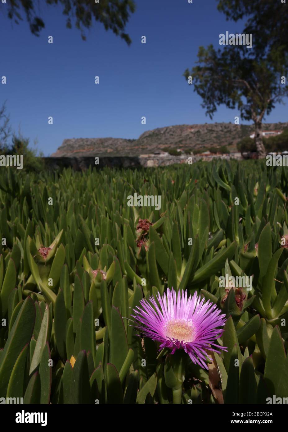 Gros plan d'une seule fleur de figue Hottentot (carpobrotus edulis) sur la plage de Sissi, Crète, Grèce. Banque D'Images