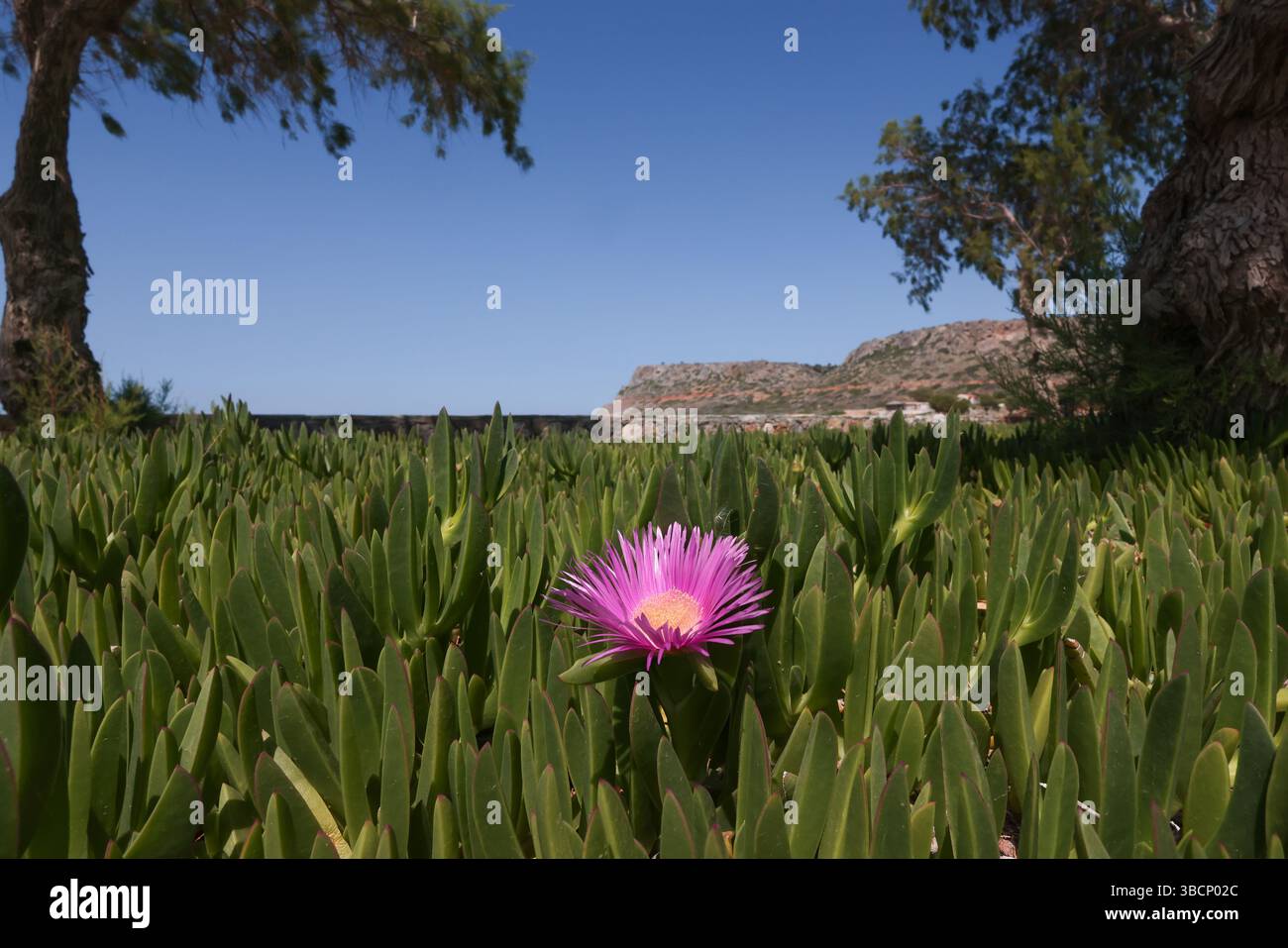 Gros plan d'une seule fleur de figue Hottentot (carpobrotus edulis) sur la plage de Sissi, Crète, Grèce. Banque D'Images
