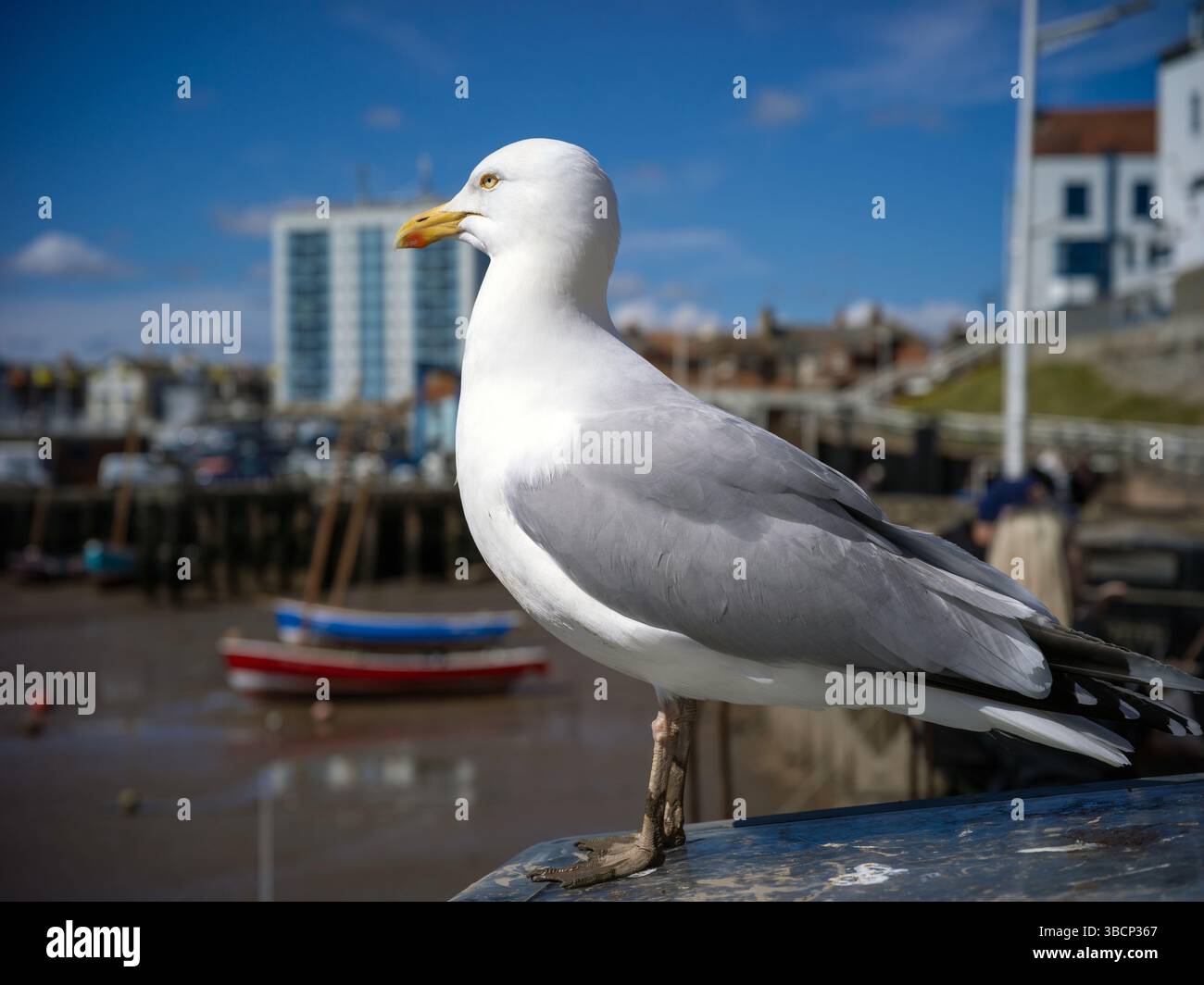 Bridlington, Royaume-Uni, 13 avril 2025, mouette sur le front de mer de Bridlington. Banque D'Images