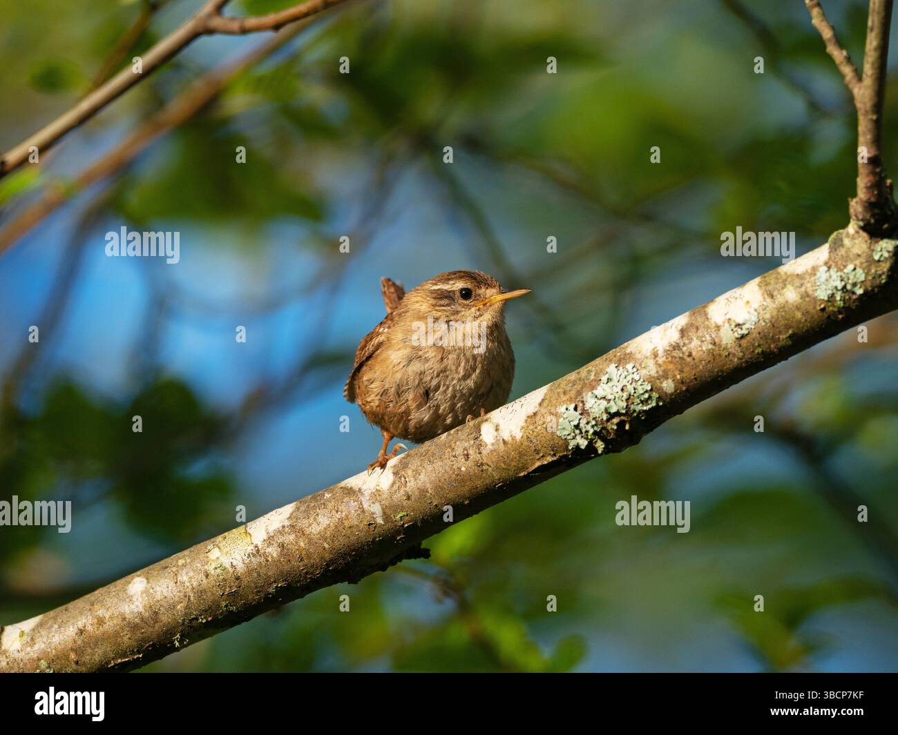 Hivernale troglodytes troglodytes perchés à Alder Alnus glutinosa, Wootton Coppice, New Forest National Park, Hampshire, Angleterre, Royaume-Uni, mai 2020 Banque D'Images