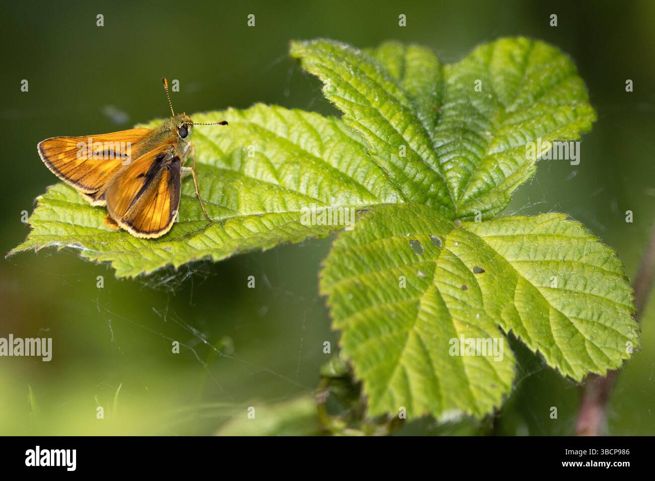 Grand skipper papillon au repos Banque D'Images