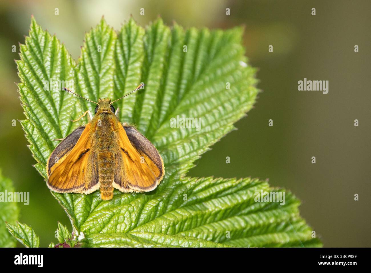 Grand skipper papillon au repos Banque D'Images
