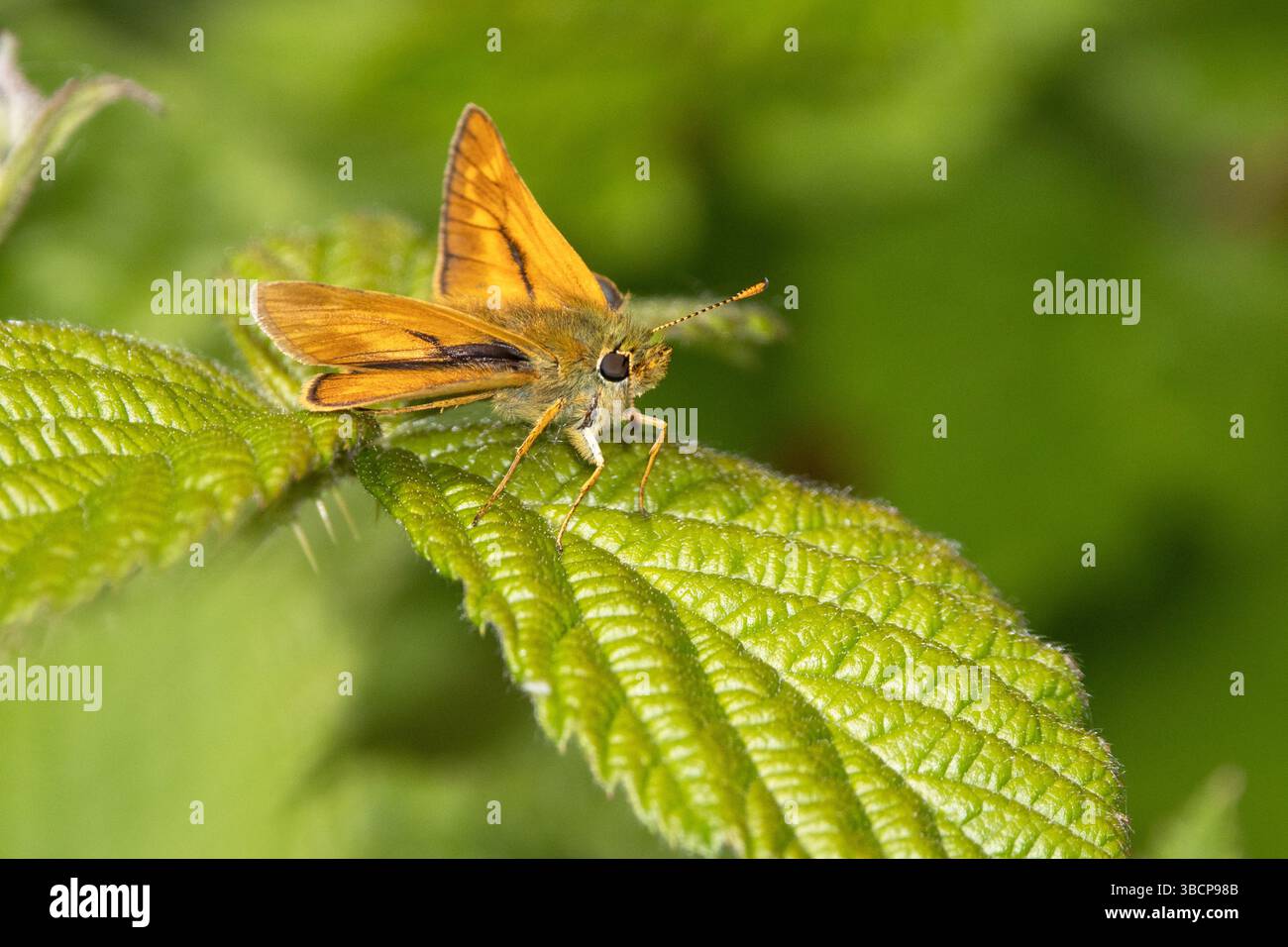 Grand skipper papillon au repos Banque D'Images