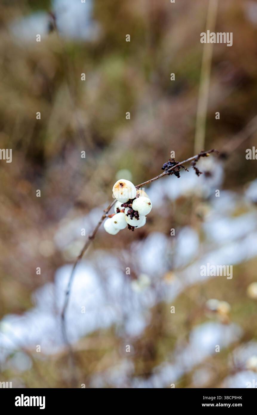 Une branche délicate avec des baies blanches vibrantes. Un gros plan hivernal serein d'une branche mince avec des baies blanches brillantes, photographié sous un angle peu profond. Banque D'Images