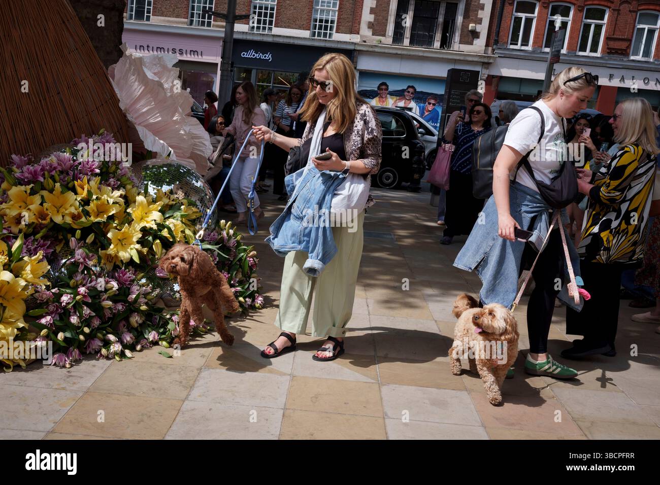 Les membres du public et les chiens de compagnie apprécient les expositions de fleurs sur la Kings Road pendant le Chelsea Flower Show et le festival des fleurs de rue, le 20 mai 2025, à Londres, en Angleterre. Banque D'Images