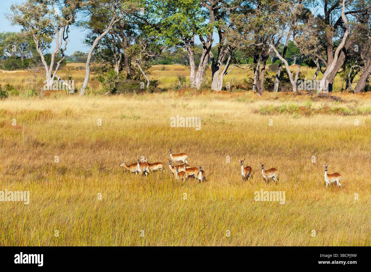 lechwe, lechwe du sud, lechwe rouge (Kobus leche), troupeau dans les prairies sèches, photo aérienne, Botswana, Delta de l'Okavango Banque D'Images